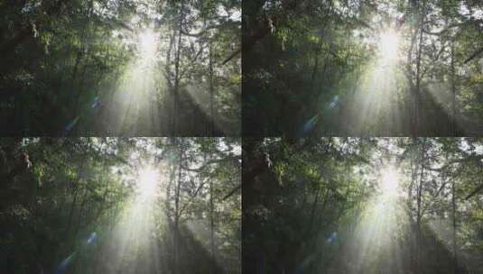 森林丁达尔光影晨雾树林唯美阳光树林竹林高清在线视频素材下载