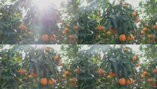太阳光照射下耀水果冻橙子大片丰收种植园林高清在线视频素材下载
