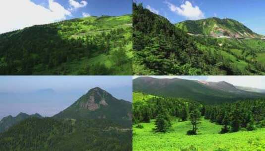 自然风光山川山河山茶花绿色植被高清在线视频素材下载