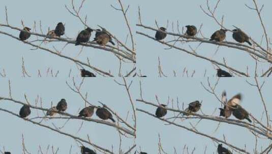 秋天枝头一群八哥鸟起飞升格高清在线视频素材下载