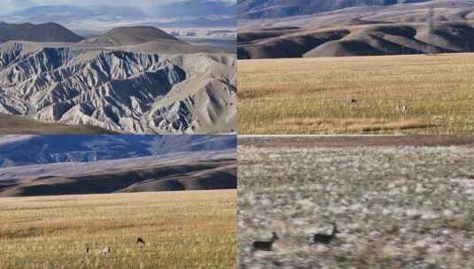 航拍西藏冈底斯山脉藏羚羊高清在线视频素材下载