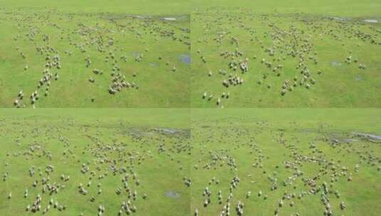 草原羊群 牛群高清在线视频素材下载