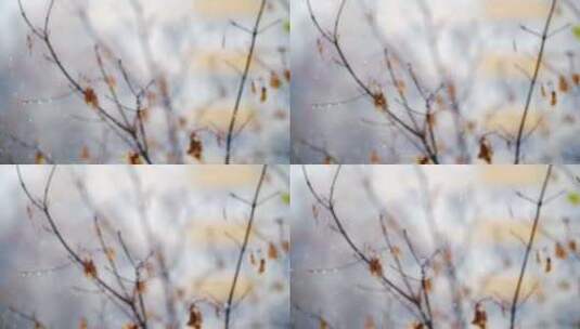冬季树枝落雪雪景高清在线视频素材下载