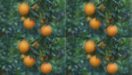赣南脐橙高清在线视频素材下载