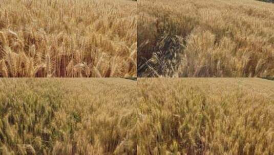 小麦农业种植高清在线视频素材下载