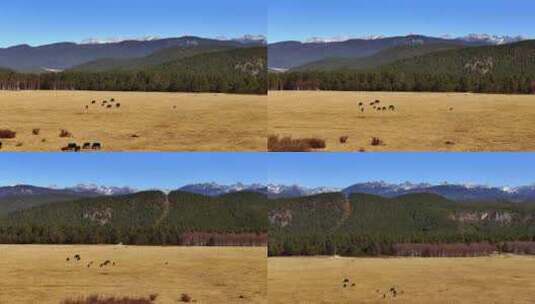 航拍雪山高原的牧场放牧牛群高清在线视频素材下载