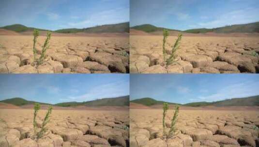 绿色植物生长在干旱的土地高清在线视频素材下载