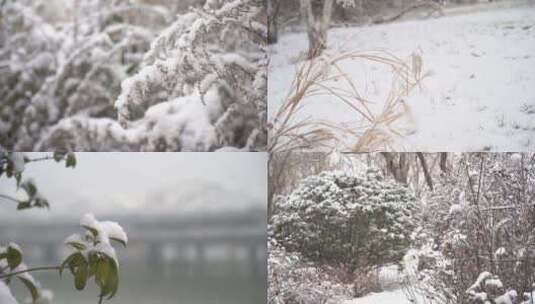 冬天大雪雪景下雪树叶积雪飘雪唯美4K特写3高清在线视频素材下载