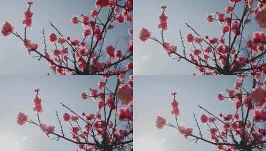 春天盛开的梅花高清在线视频素材下载
