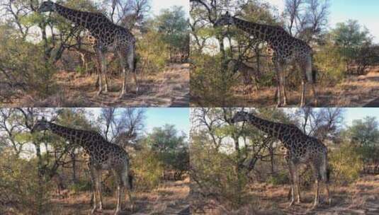野生动物 长颈鹿高清在线视频素材下载