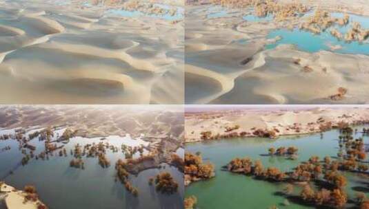 新疆沙漠胡杨林航拍高清在线视频素材下载