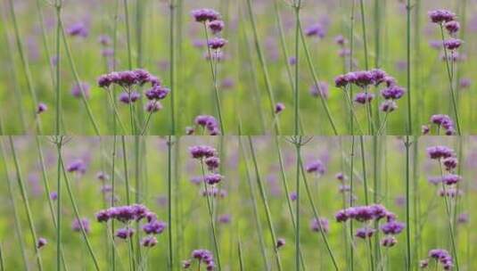 春天花园马鞭草遍地盛开高清在线视频素材下载