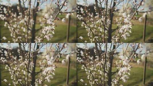 迎风飘着白叶的苹果枝，盛开着苹果兰的白树高清在线视频素材下载