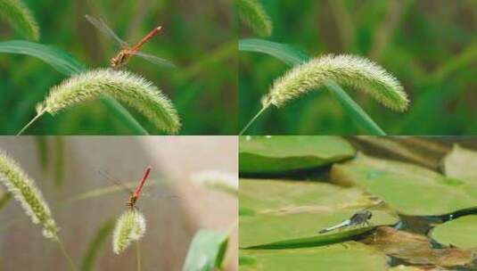 大自然微距蜻蜓微距素材翅膀挥动高清在线视频素材下载