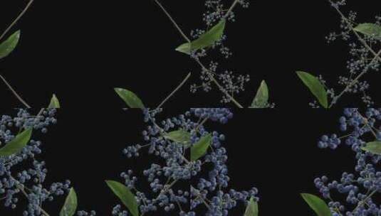 种植蓝莓-延时-屏幕框架-Alpha通道高清在线视频素材下载