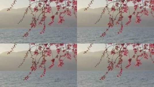 湖边樱花大理洱海樱花高清在线视频素材下载