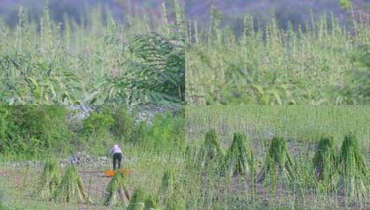 4K芝麻种植成熟收获绿色植物高清在线视频素材下载