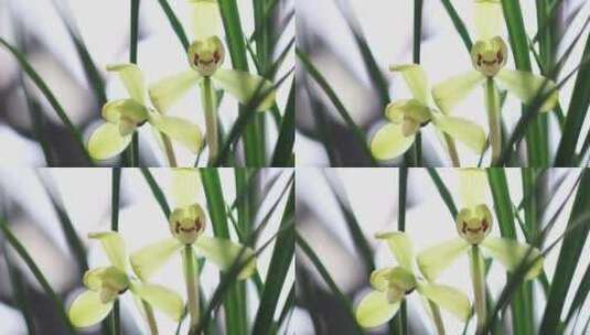 美丽的兰花盛开高清在线视频素材下载