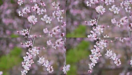 春天盛开的粉色桃花花朵特写升格慢镜高清在线视频素材下载