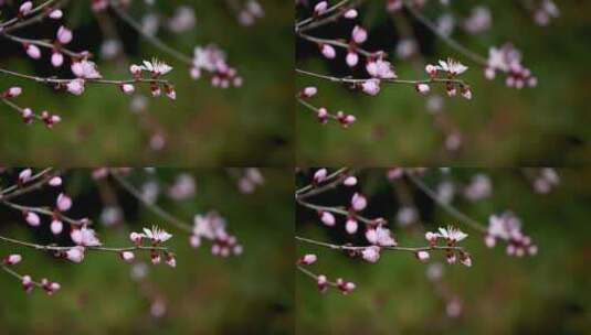 春天盛开的粉色桃花碧桃山桃花朵特写高清在线视频素材下载