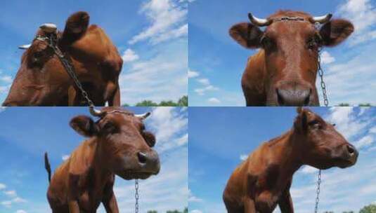 美丽的灰色奶牛在草地上吃草，闻到天空背景高清在线视频素材下载