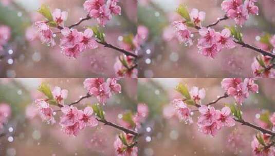 春天雨中桃花特写高清在线视频素材下载