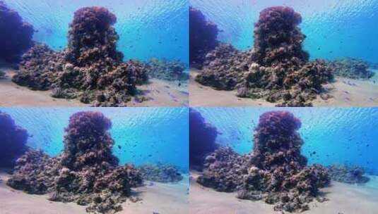在埃及沙姆沙伊赫独特的珊瑚礁和鱼类中间潜高清在线视频素材下载