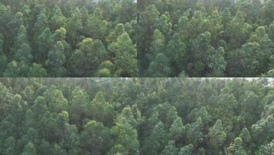 俯拍树林风吹树林大风吹森林树木摇摆树叶动高清在线视频素材下载