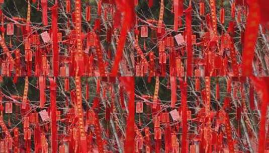 树上的红丝带许愿带祈福带高清在线视频素材下载
