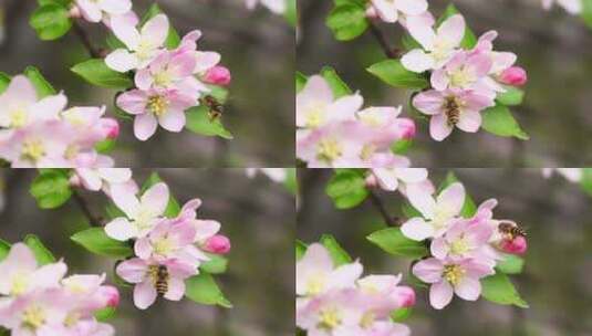 春天绽放的海棠花特写高清在线视频素材下载