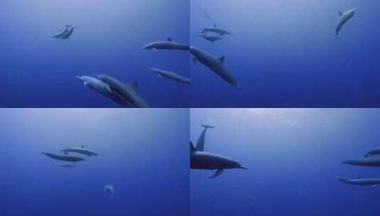 海底世界海洋馆海豚高清在线视频素材下载