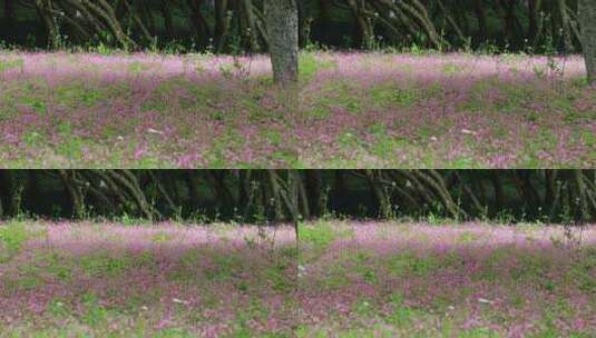春天户外阳光下美丽的紫色野花汇成花海高清在线视频素材下载
