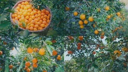 乡村振兴新鲜橙子采摘大丰收高清在线视频素材下载