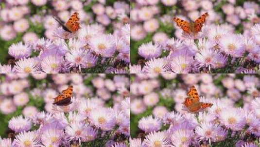 蝴蝶落在花朵上高清在线视频素材下载