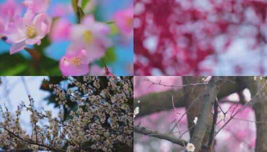 春天来了花朵盛开草木植被风景视频素材高清在线视频素材下载