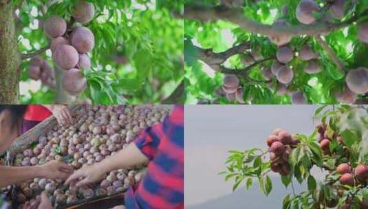 钱排三华李种植基地水果 新农村乡村产业高清在线视频素材下载