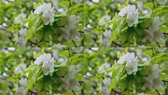 春天盛开的白色海棠花高清在线视频素材下载