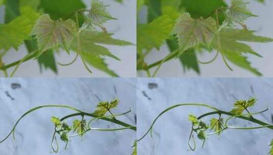嫩绿的葡萄叶子被微风吹动特写4K60P高清在线视频素材下载