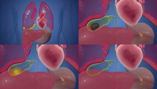 人体内部器官胰腺与胆囊解剖动画概念。高清在线视频素材下载