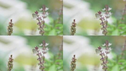 花卉上的蝴蝶实拍高清在线视频素材下载