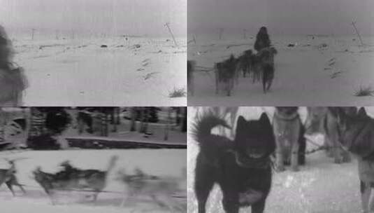 1925年美国阿拉斯加雪橇犬带邮递员送信高清在线视频素材下载