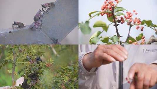 花椒采摘 花椒收获 花椒丰收 花椒大特写高清在线视频素材下载