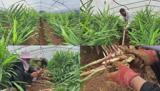 乡村振兴生姜种植高清在线视频素材下载