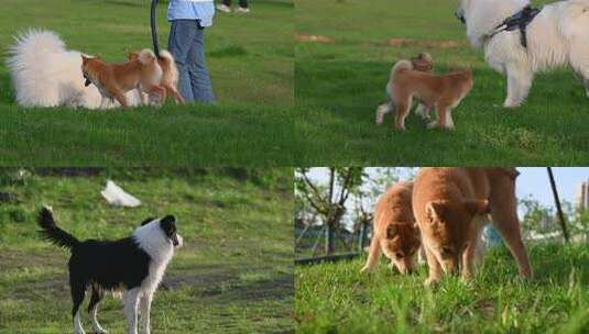 狗狗柴犬萨摩耶草地玩耍高清在线视频素材下载