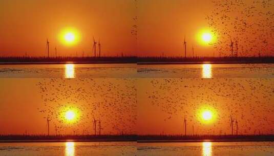 夕阳鸟浪高清在线视频素材下载