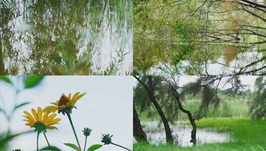 夏天阳光树叶立夏夏至小暑大暑夏日小清新高清在线视频素材下载