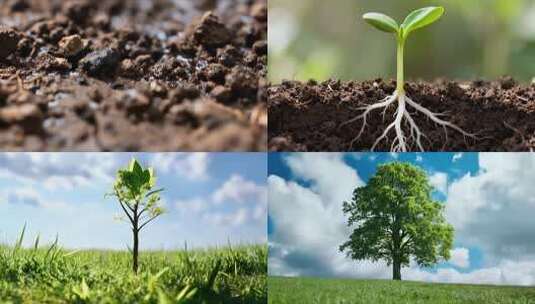 种子发芽生长成大树一镜到底高清在线视频素材下载