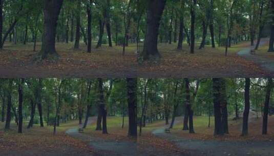 秋天城市公园的树木风景高清在线视频素材下载