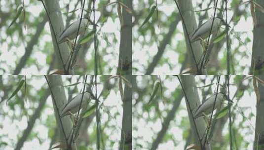 鸟栖息在竹林树枝高清在线视频素材下载