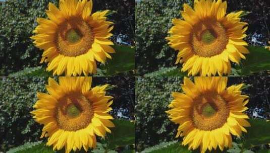 一朵盛开的向日葵高清在线视频素材下载